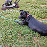 Trixie joined the competition — help win amazing prizes! animal, backyard, black_dog, canine, collar, daylight, dog, grass, greenery, lawn_mower, leisure, looking_back, mammal, nature, outdoor, pet, resting, rope, summer, yard