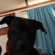 Trixie is registered to the contest to win money with this photo: dog, black_dog, pet, collar, indoor, curtain, blanket, close_up, face, canine, animal, fur, ears, nose, brown_eyes, home, cozy, portrait, looking, domestic