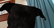 Trixie is registered to the contest to win money with this photo: animal, black_dog, blanket, brown_eyes, canine, close_up, collar, cozy, curtain, dog, domestic, ears, face, fur, home, indoor, looking, nose, pet, portrait