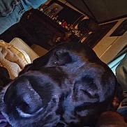 Trixie joined the competition — help win amazing prizes! animal, black_dog, blanket, blue_shirt, calm, close_up, couch, cozy, dog, domestic, furniture, home, indoor, jeans, person, pet, portrait, relaxation, resting, sleeping