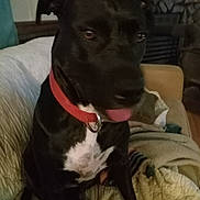 Trixie joined the competition — help win amazing prizes! black_dog, blanket, brown_eyes, canine, chest_patch, close_up, companion, couch, cute, dog, furniture, home, indoor, living_room, pet, portrait, red_collar, sitting, tongue_out, upholstery