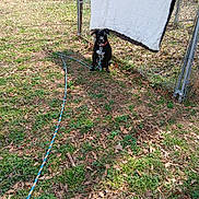 Trixie joined the competition — help win amazing prizes! animal, black_dog, blanket, chain_link_fence, collar, daytime, dog, fence, grass, leash, leaves, nature, outdoor, pet, quiet, rope, sitting, sunlight, tree, yard
