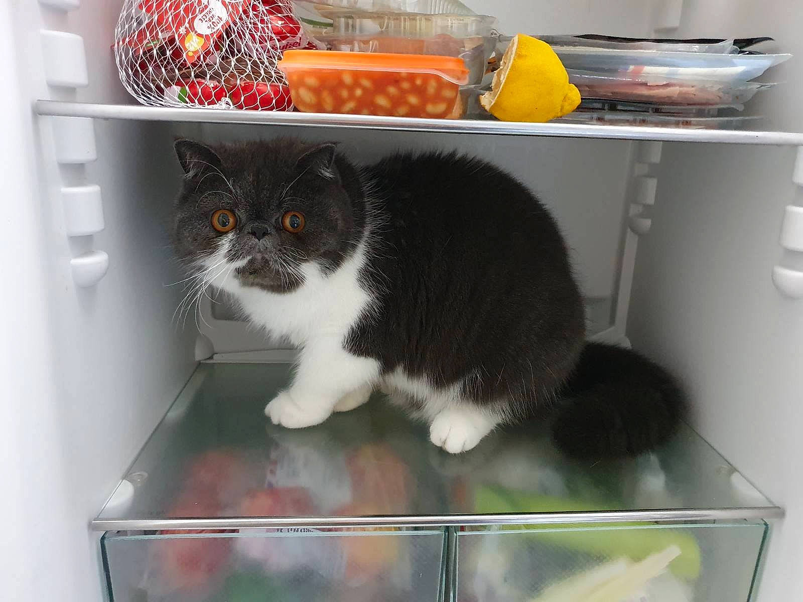 Chunky is registered to the contest to win money with this photo: animal_shelter, box, carnivore, cat, cat_supply, domestic_short_haired_cat, felidae, gas, home_appliance, kitchen_appliance, major_appliance, packaging_and_labeling, pet_supply, product, room, shelf, small_to_medium_sized_cats, snout, tail, whiskers