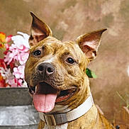 Vahya participe au concours pour gagner de l'argent avec cette photo : animal, brindle, canine, collar, cute, dog, ears_up, fence, flowers, friendly, fur, greenery, happy, indoor, pet, portrait, rustic_background, smiling, tongue_out, vase