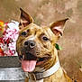 animal, brindle, canine, collar, cute, dog, ears_up, fence, flowers, friendly, fur, greenery, happy, indoor, pet, portrait, rustic_background, smiling, tongue_out, vase