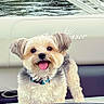 dog, pet, animal, cute, fluffy, tongue_out, boat, water, outdoor, smiling, collar, fur, ears, seat, recreation, summer, happy, canine, nature, leisure
