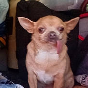 Floki is registered to the contest to win money with this photo: dog, chihuahua, small_dog, tongue_out, pet, animal, indoor, floor, brown_fur, ears, cute, sitting, household_items, blanket, plastic_container, fabric, paw, fur, companion, domestic_pet