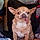 Floki
