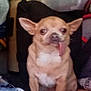 dog, chihuahua, small_dog, tongue_out, pet, animal, indoor, floor, brown_fur, ears, cute, sitting, household_items, blanket, plastic_container, fabric, paw, fur, companion, domestic_pet