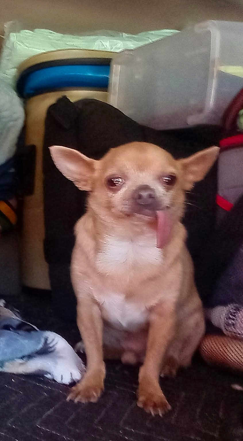 Floki