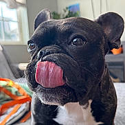 Oso is registered to the contest to win money with this photo: dog, french_bulldog, tongue, close_up, pet, indoor, curious, playful, black_and_white, face, ears, fur, animal, domestic_animal, canine, companion, cute, window_light, sofa, house