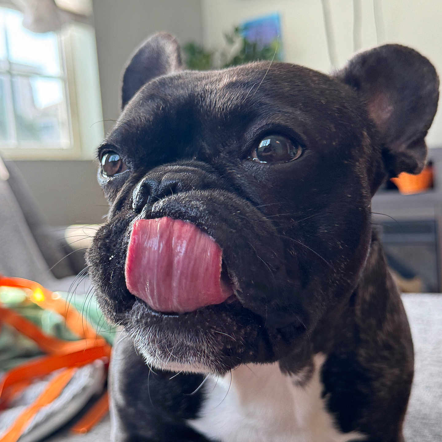 Oso