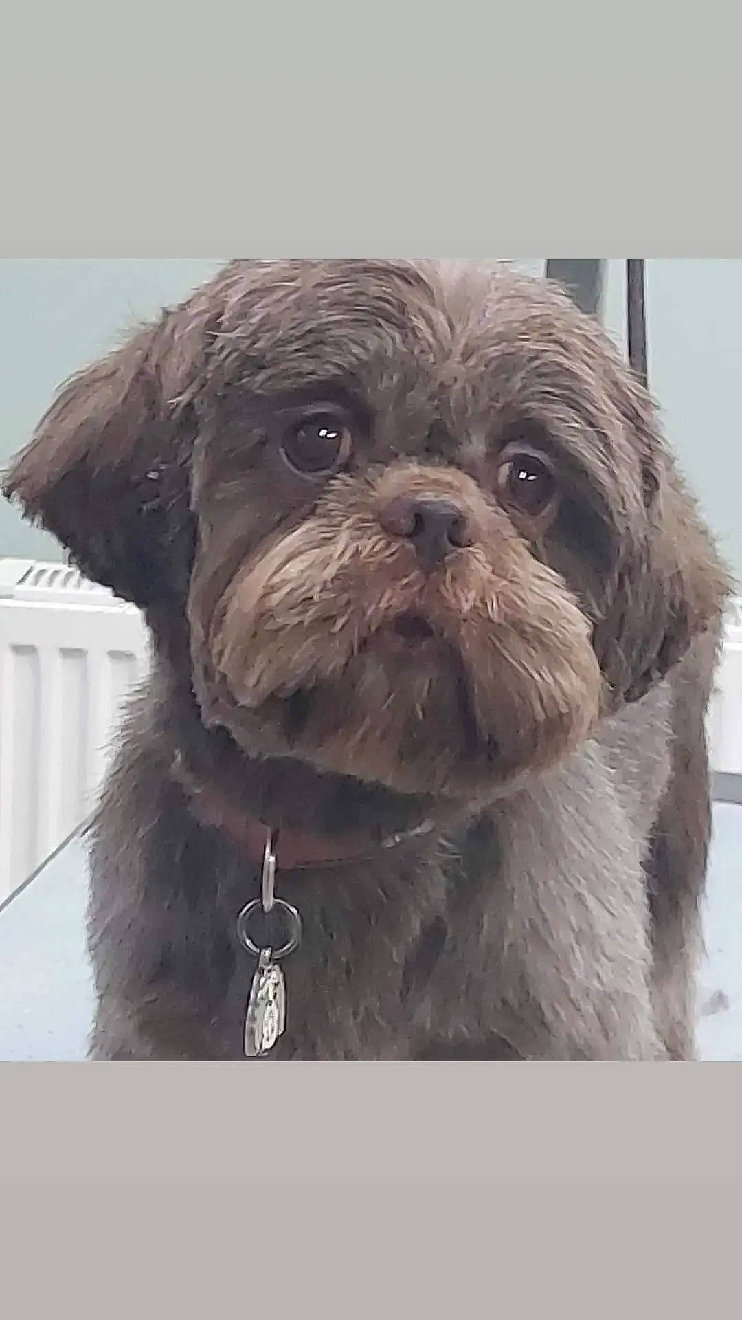 Reglisse a rejoint le concours — aidez-le/la à gagner de superbes lots ! canidae, carnivore, collar, companion_dog, dog, dog_breed, dog_collar, dog_supply, fawn, fur, liver, puppy, shih_tzu, snout, snow, sporting_group, terrestrial_animal, toy_dog, working_animal, wrinkle