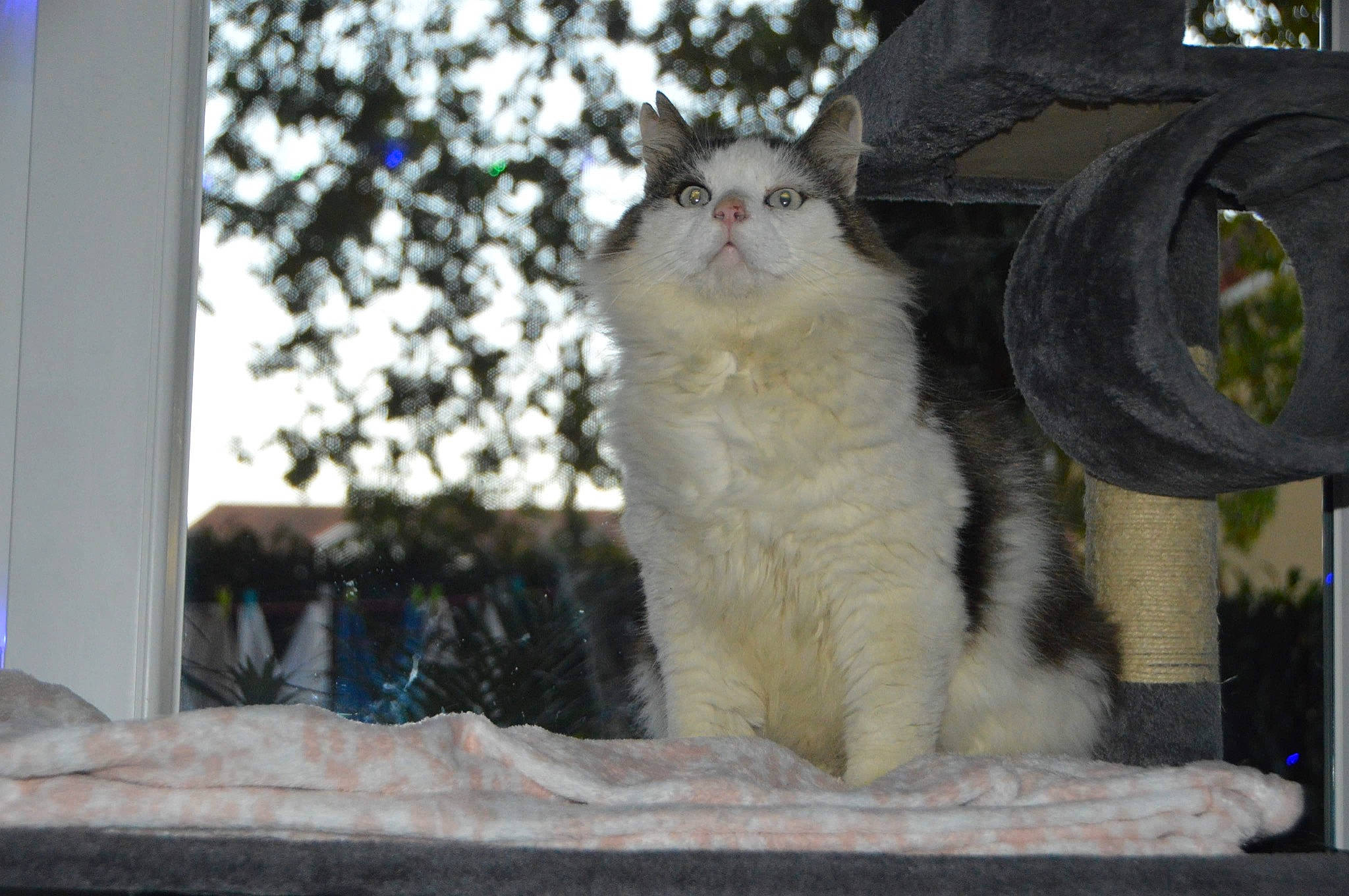 Jumanji participe au concours pour gagner de l'argent avec cette photo : carnivore, cat, domestic_short_haired_cat, fawn, felidae, fur, paw, photo_caption, plant, sky, small_to_medium_sized_cats, tail, tree, whiskers, window, winter