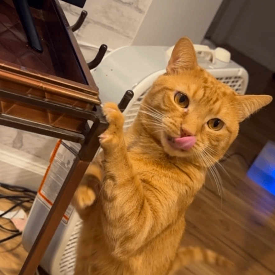 Ryder is registered to the contest to win money with this photo: cat, orange_tabby, indoor, wood_floor, table, licking_lips, standing, pet, feline, playful, heater, television, wall, furniture, curious, animal, cute, domestic, looking, paw