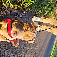 Talya participe au concours pour gagner de l'argent avec cette photo : asphalt, carnivore, dog_breed, dog_clothes, fawn, foot, grass, human_leg, leash, leisure, mammal, plant, recreation, shadow, snout, soil, tail, tree, wood, working_animal