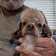 Harvey is registered to the contest to win money with this photo: animal, beard, close_up, cute, dog, expression, face, fur, gray_shirt, groomed, hand, holding, indoor, light, person, pet, poodle, portrait, small_dog, window_blind