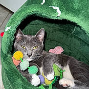Lucy joined the competition — help win amazing prizes! animal, cat, closeup, colorful_toys, cozy, cute, feline, fur, gray_cat, green_bed, indoor, paw, pet, plush_bed, relaxed, resting, toy, whiskers, white_paws, yellow_eyes