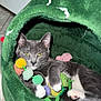 animal, cat, closeup, colorful_toys, cozy, cute, feline, fur, gray_cat, green_bed, indoor, paw, pet, plush_bed, relaxed, resting, toy, whiskers, white_paws, yellow_eyes