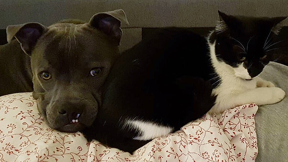 Nano Tayson participe au concours pour gagner de l'argent avec cette photo : american_pit_bull_terrier, american_staffordshire_terrier, canidae, carnivore, cat, companion_dog, dog, dog_breed, fawn, felidae, fur, mammal, non_sporting_group, nose, puppy, snout, sporting_group, staffordshire_bull_terrier, whiskers