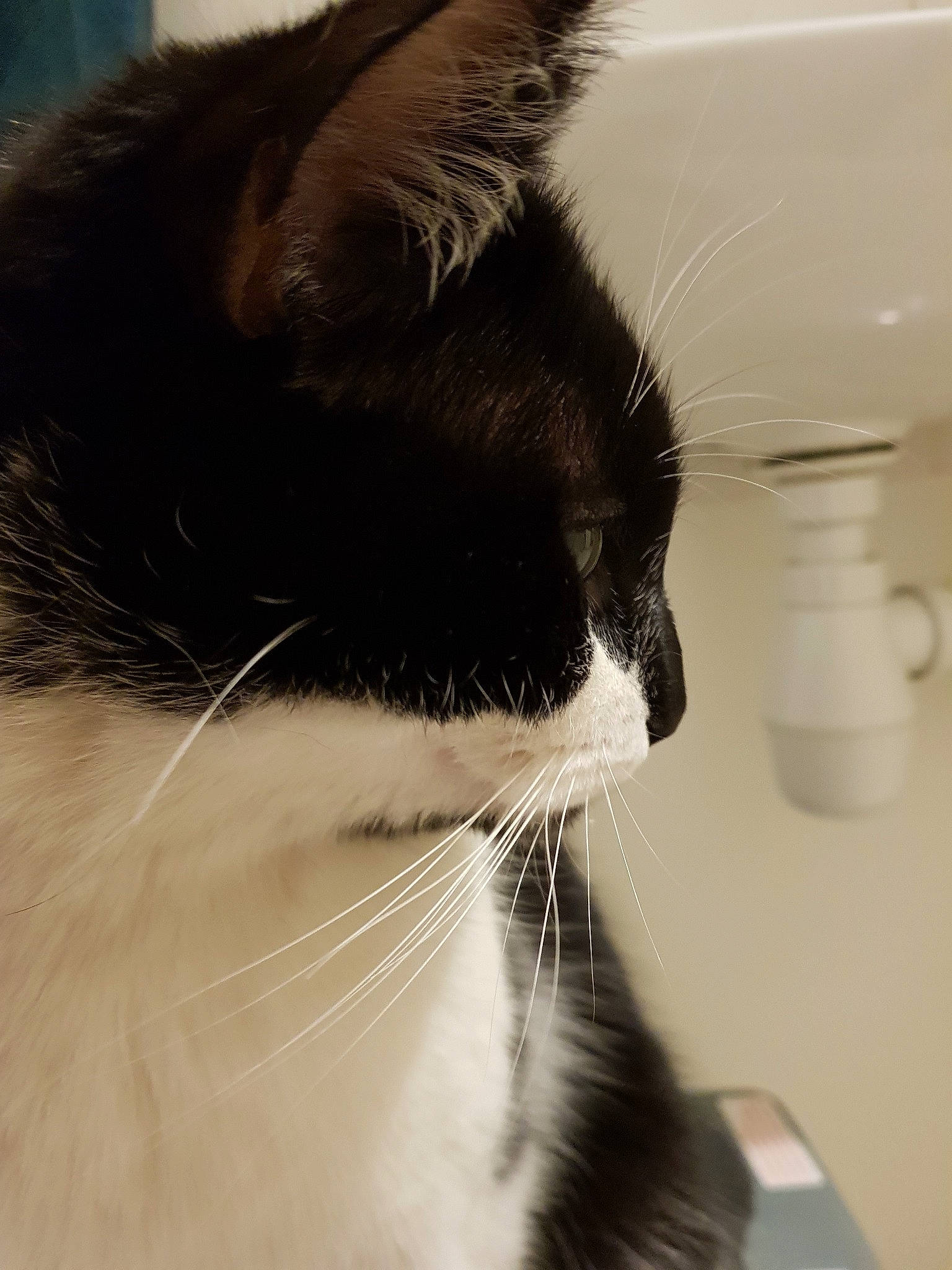 Milka a rejoint le concours — aidez-le/la à gagner de superbes lots ! black_and_white, carnivore, cat, close_up, ear, eye, felidae, fur, kitten, nose, small_to_medium_sized_cats, snout, whiskers