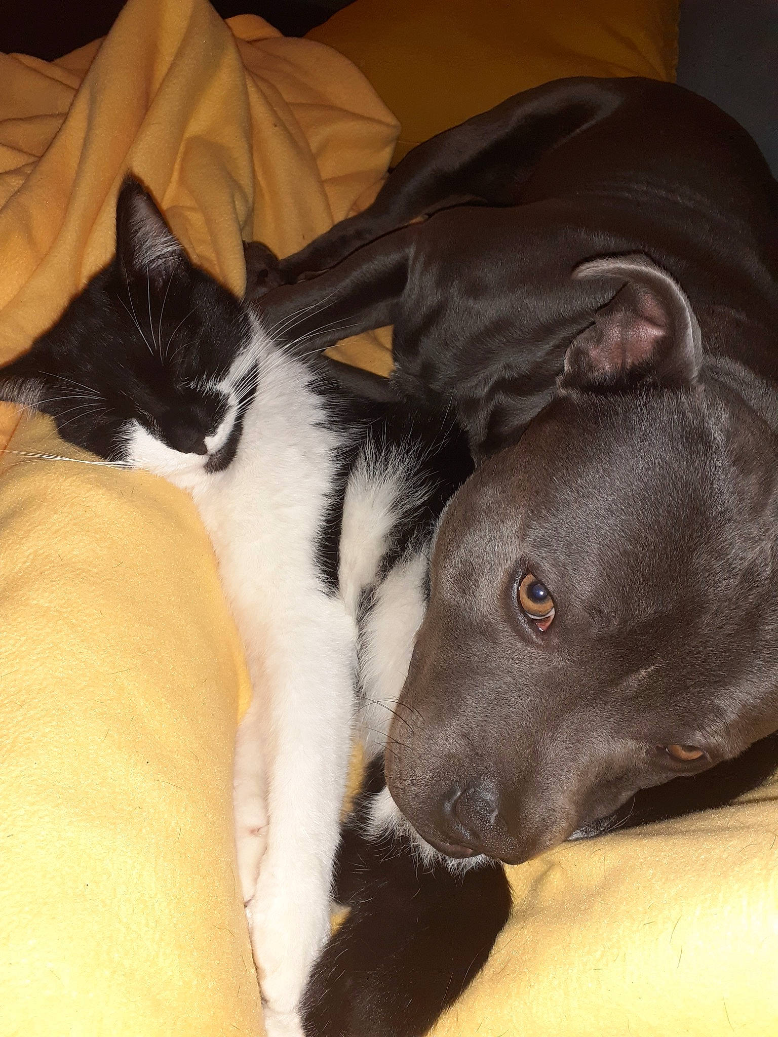 Milka a rejoint le concours — aidez-le/la à gagner de superbes lots ! borador, canidae, carnivore, dog, dog_breed, ear, mammal, nap, non_sporting_group, puppy, snout, vertebrate, whiskers