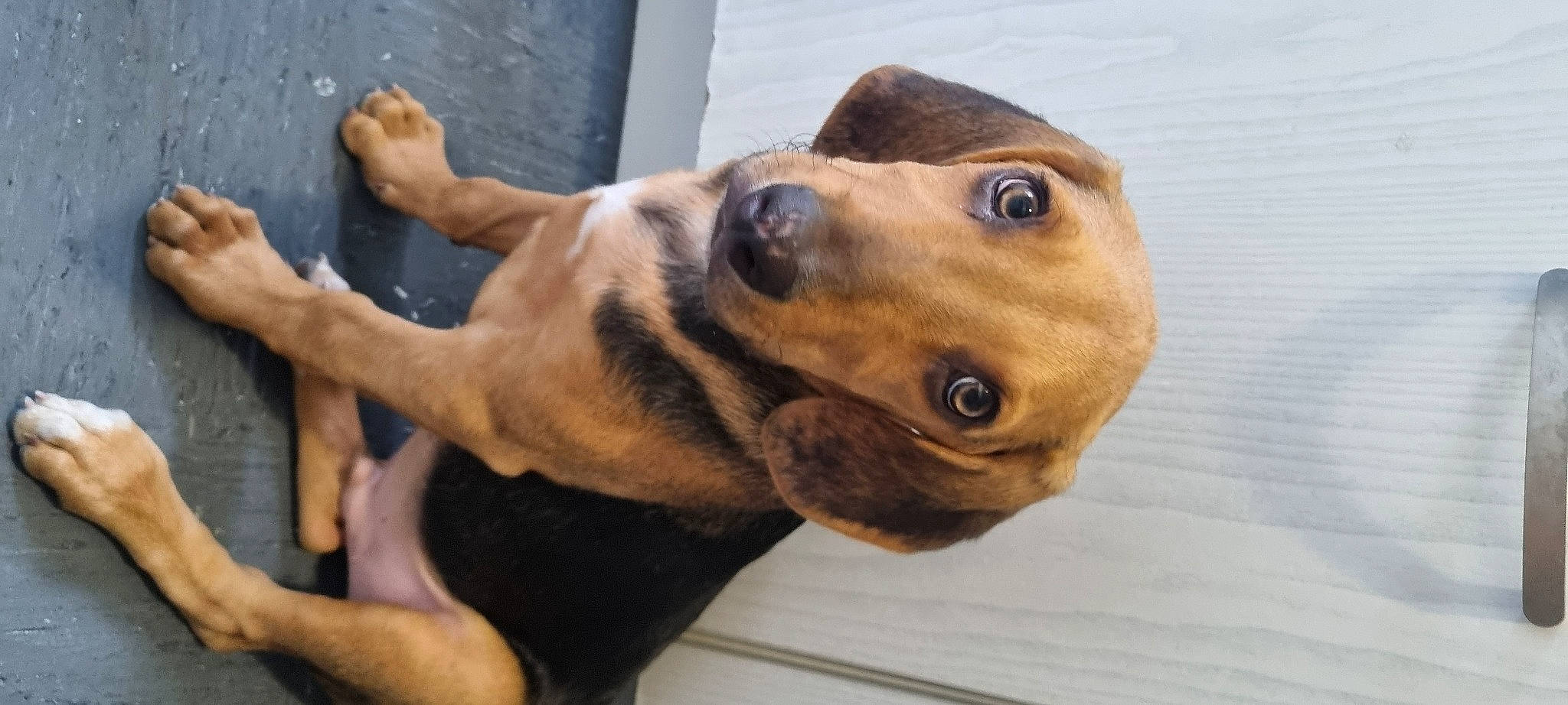 Wilf is registered to the contest to win money with this photo: ancient_dog_breeds, canidae, carnivore, collar, companion_dog, dog, dog_breed, dog_collar, ear, fawn, hound, hunting_dog, liver, pet_supply, snout, sporting_group, whiskers, working_animal, working_dog