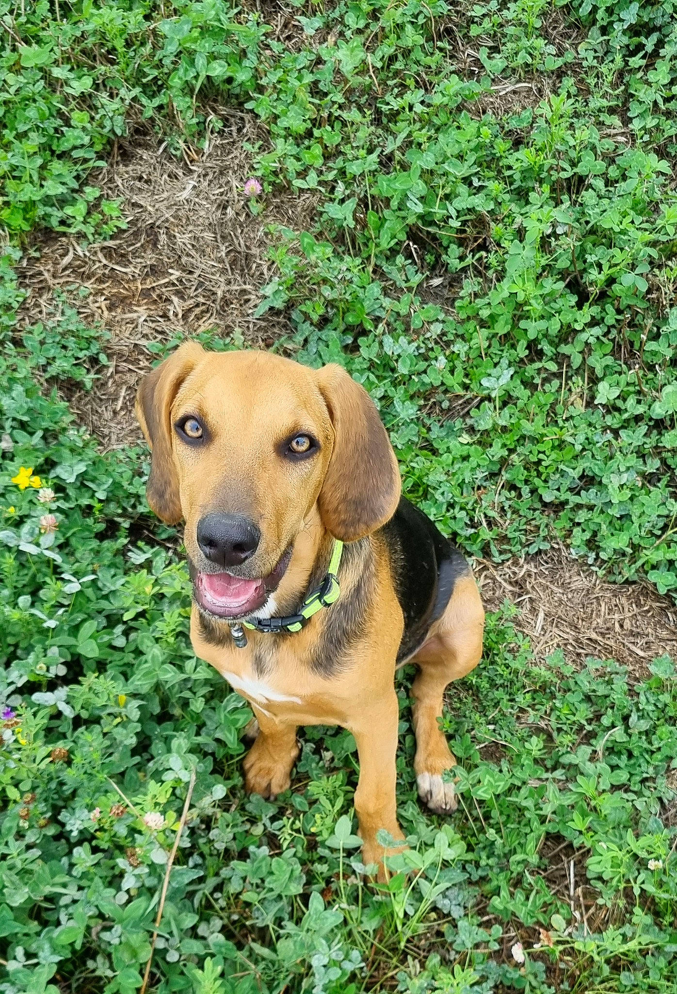 Wilf joined the competition — help win amazing prizes! canidae, carnivore, collar, companion_dog, dog, dog_breed, dog_collar, fawn, flower, grass, groundcover, gun_dog, liver, plant, snout, soil, sporting_group, terrestrial_animal, working_animal, working_dog