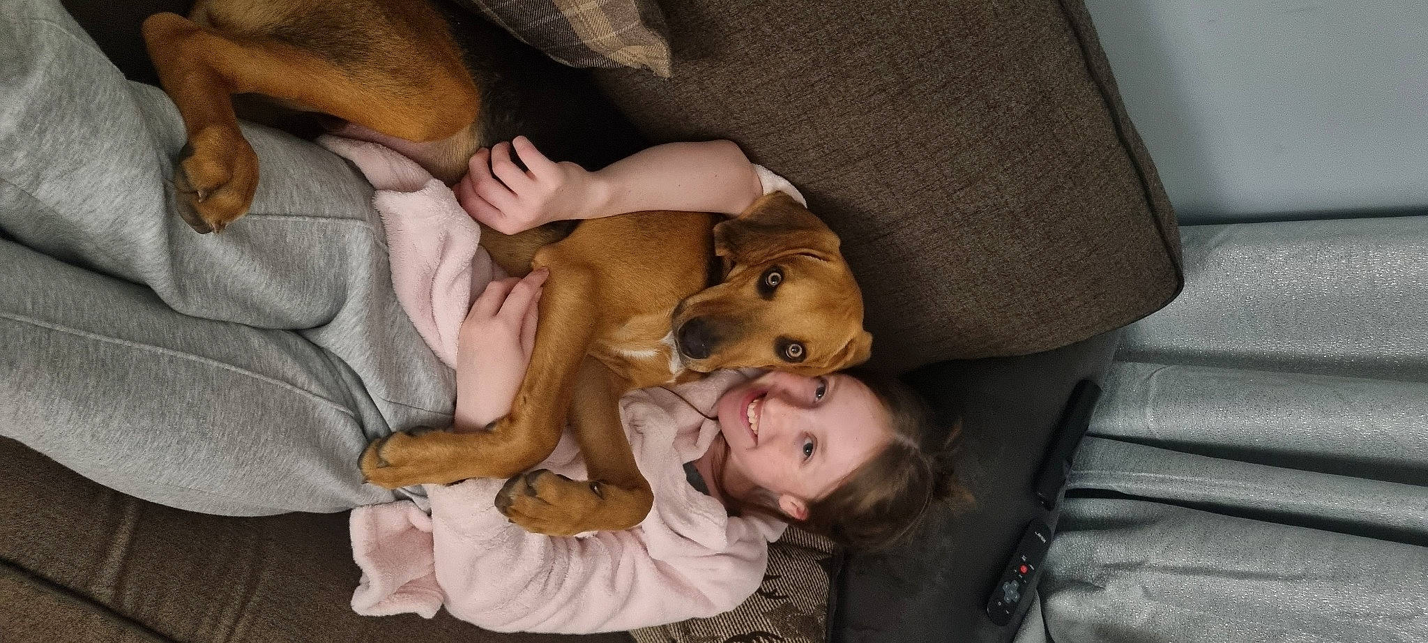 Wilf is registered to the contest to win money with this photo: abdomen, canidae, carnivore, child, comfort, companion_dog, dog, dog_breed, ear, fawn, fun, fur, happy, human_leg, lap, nap, sitting, sporting_group, thigh, working_animal