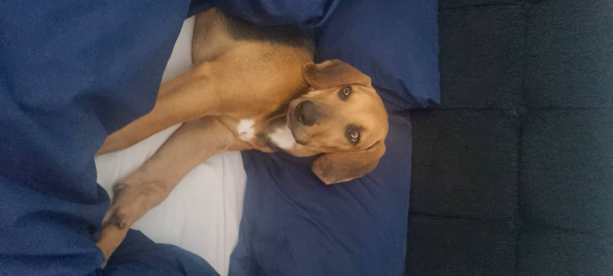 Wilf joined the competition — help win amazing prizes! abdomen, canidae, carnivore, chest, comfort, companion_dog, dog, dog_breed, elbow, fawn, fur, gesture, human_leg, jaw, snout, sporting_group, t_shirt, thigh, trunk, working_animal