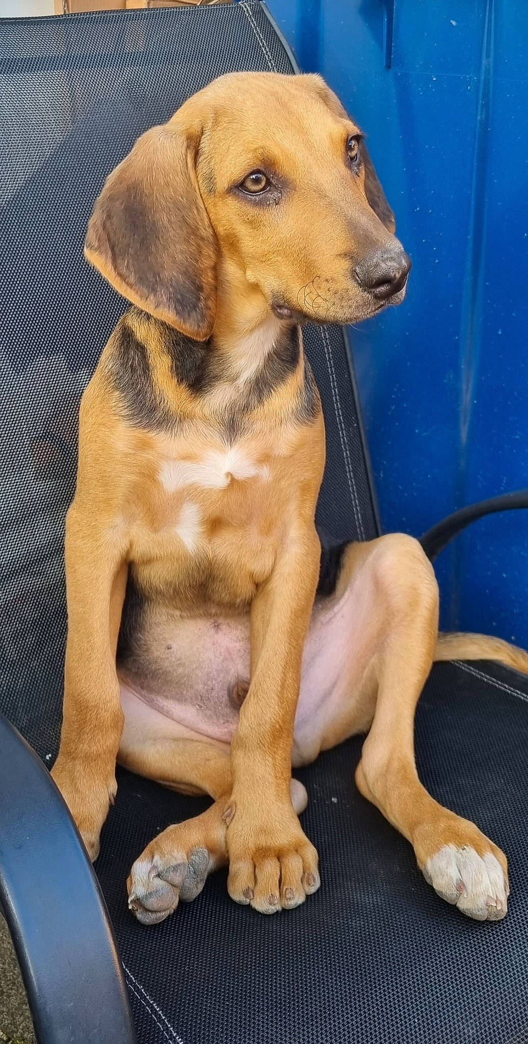 Wilf is registered to the contest to win money with this photo: canidae, carnivore, companion_dog, dog, dog_breed, ear, fawn, foot, fur, hound, hunting_dog, liver, paw, pet_supply, snout, sporting_group, terrestrial_animal, whiskers, wood, working_animal