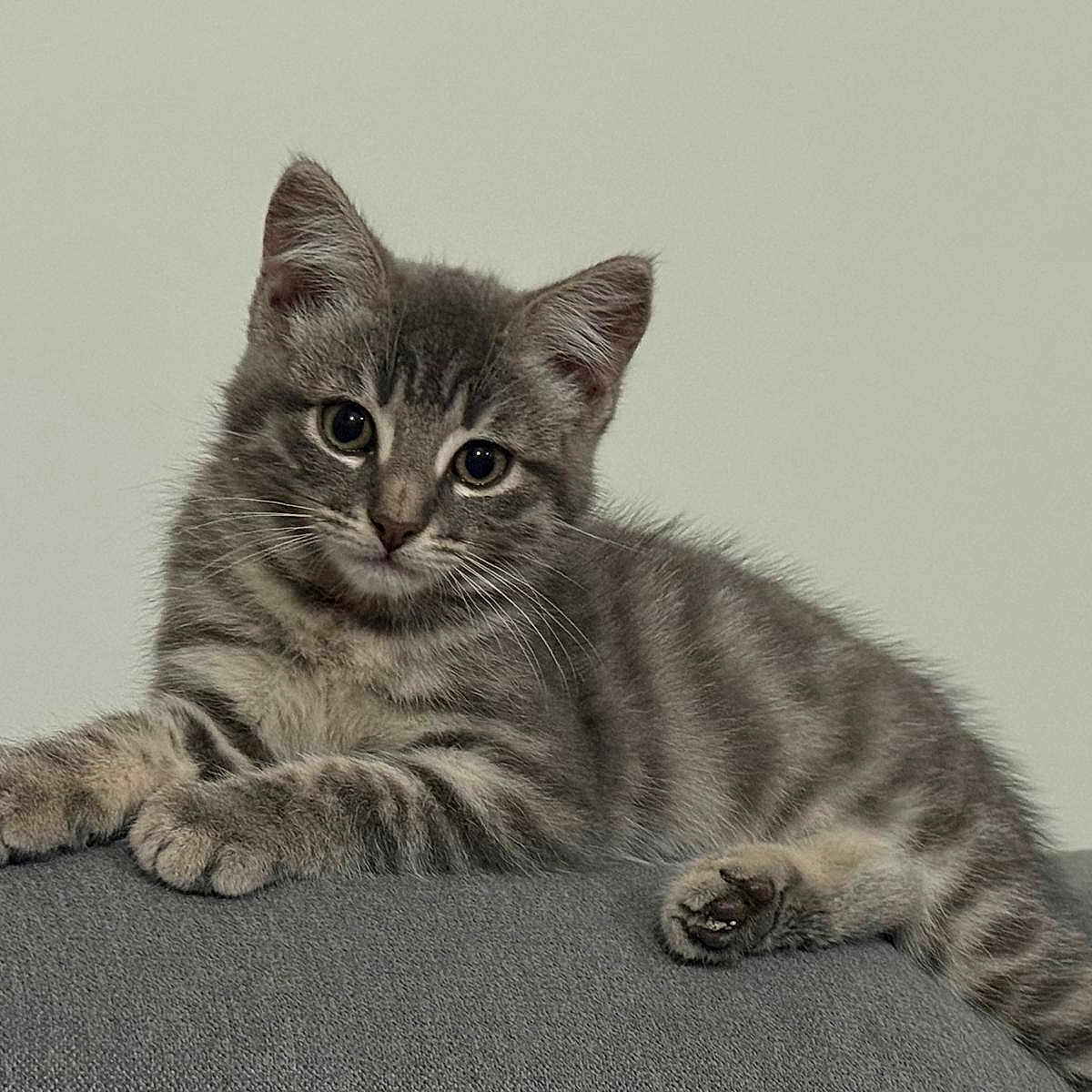 Matcha participe au concours pour gagner de l'argent avec cette photo : cat, kitten, tabby, gray_fur, fluffy, pet, animal, feline, sitting, lying_down, couch, indoors, portrait, close_up, whiskers, ears, paws, tail, cute, relaxed