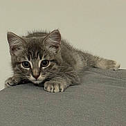 Matcha participe au concours pour gagner de l'argent avec cette photo : cat, kitten, tabby, gray_fur, pet, animal, lying_down, paws, whiskers, ears, eyes, portrait, indoors, couch, gray_surface, soft_texture, close_up, alert, cute, photography