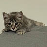 cat, kitten, tabby, gray_fur, pet, animal, lying_down, paws, whiskers, ears, eyes, portrait, indoors, couch, gray_surface, soft_texture, close_up, alert, cute, photography