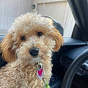 Biscuit is registered to the contest to win money with this photo: dog, curly_hair, pet, car_interior, seat, window, dog_tag, leash, close_up, cute, animal, curious, brown, fluffy, indoor, companion, portrait, seatbelt, car_door, vehicle