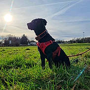 Sniffer a rejoint le concours — aidez-le/la à gagner de superbes lots ! accessories, animal, canine, dog, field, grass, grassland, leash, nature, outdoors, park, person, pet, plant, puppy, sky, strap, sun, vegetation, walkingdog
