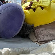 Noomi is registered to the contest to win money with this photo: animal_face, bed, blanket, cozy, cute, fur, gray_cat, home, indoor, kitten, pet, plush_toy, purple_plush, resting, shy, small_animal, soft_texture, sunlight, window, yellow_plush