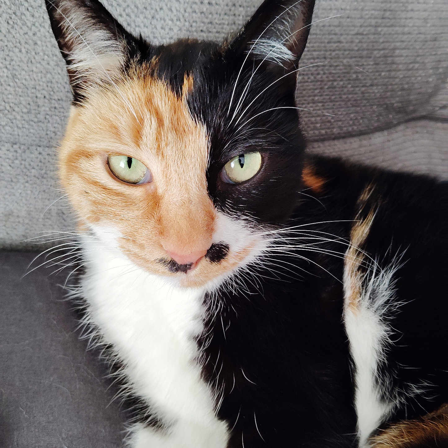 Stella participe au concours pour gagner de l'argent avec cette photo : abyssinian, animal, armchair, blackcat, brasssection, cat, chair, couch, furniture, homedecor, horn, kitten, manx, musicalinstrument, person, pet, siamese, sleeping