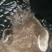 Shadow joined the competition — help win amazing prizes! animal, cat, close_up, comfort, cozy, feline, fluffy, fur, gray_cat, indoor, lying_down, mammal, paw, pet, portrait, relaxed, resting, striped_fabric, whiskers, yellow_eyes