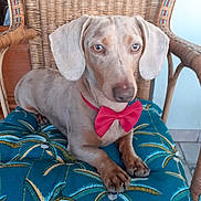 Tigrou a rejoint le concours — aidez-le/la à gagner de superbes lots ! accessories, animal, armchair, beagle, canine, chair, couch, cushion, dog, formalwear, furniture, homedecor, hound, labradorretriever, linen, person, pet, pointer, puppy, tie