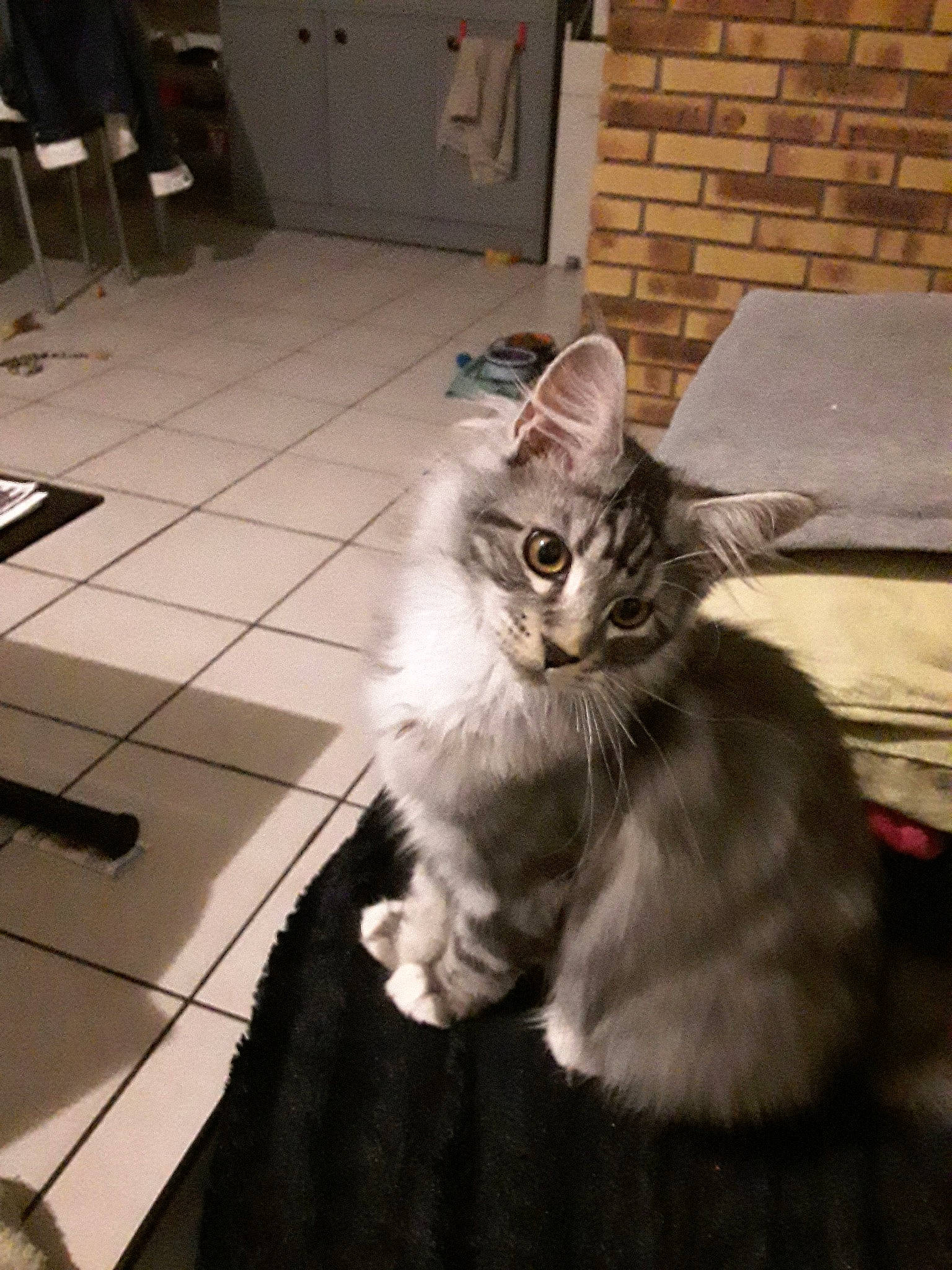 Peanuts participe au concours pour gagner de l'argent avec cette photo : american_curl, asian, asian_semi_longhair, british_semi_longhair, carnivore, cat, cymric, domestic_long_haired_cat, fawn, felidae, kitten, maine_coon, mammal, norwegian_forest_cat, oriental_longhair, ragamuffin, siberian, small_to_medium_sized_cats, vertebrate, whiskers