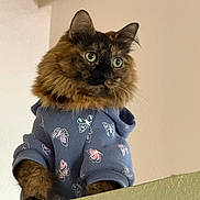 Gigi joined the competition — help win amazing prizes! cat, tortoiseshell, fluffy, hoodie, blue_hoodie, butterfly_pattern, pet, indoor, curious, perched, ledge, feline, fur, whiskers, ears, clothing, cute, animal, portrait, looking_away