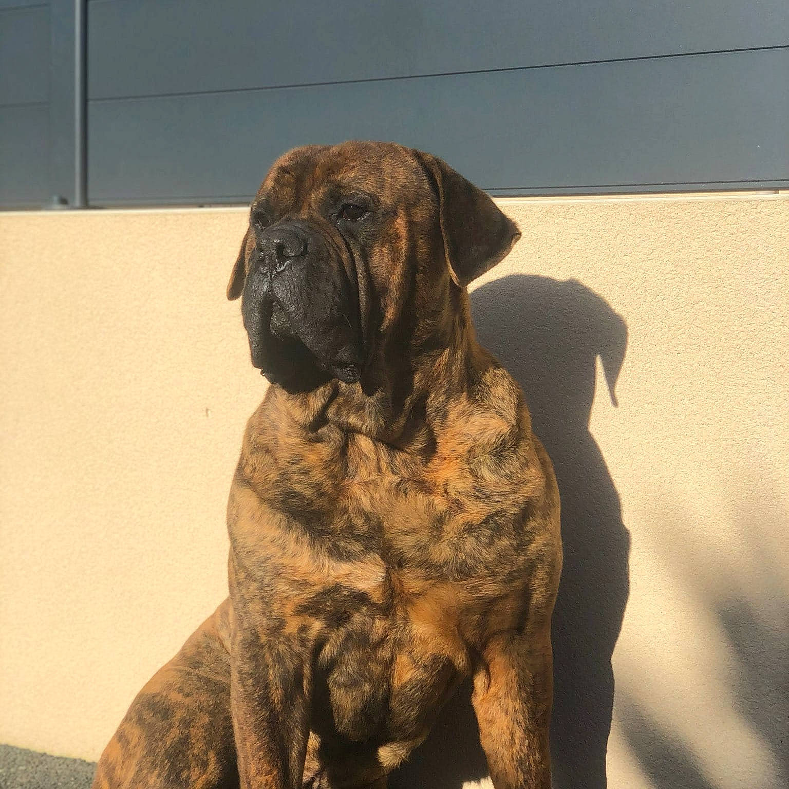 Malone participe au concours pour gagner de l'argent avec cette photo : ancient_dog_breeds, biting, canidae, carnivore, companion_dog, dog, dog_breed, fawn, fur, giant_dog_breed, guard_dog, liver, snout, sporting_group, tail, terrestrial_animal, tints_and_shades, working_animal, working_dog, wrinkle