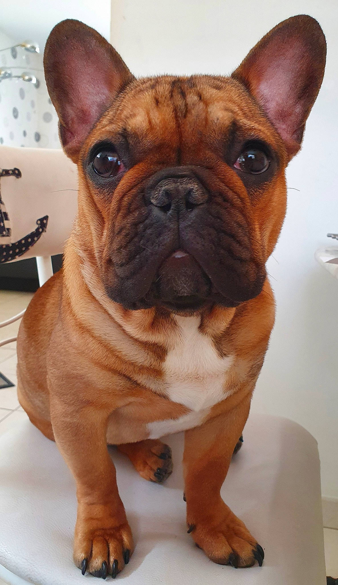 Phoenix participe au concours pour gagner de l'argent avec cette photo : ancient_dog_breeds, british_bulldogs, bulldog, canidae, carnivore, companion_dog, dog, dog_breed, fawn, french_bulldog, mammal, non_sporting_group, nose, old_english_bulldog, olde_english_bulldogge, skin, snout, toy_bulldog, vertebrate, whiskers