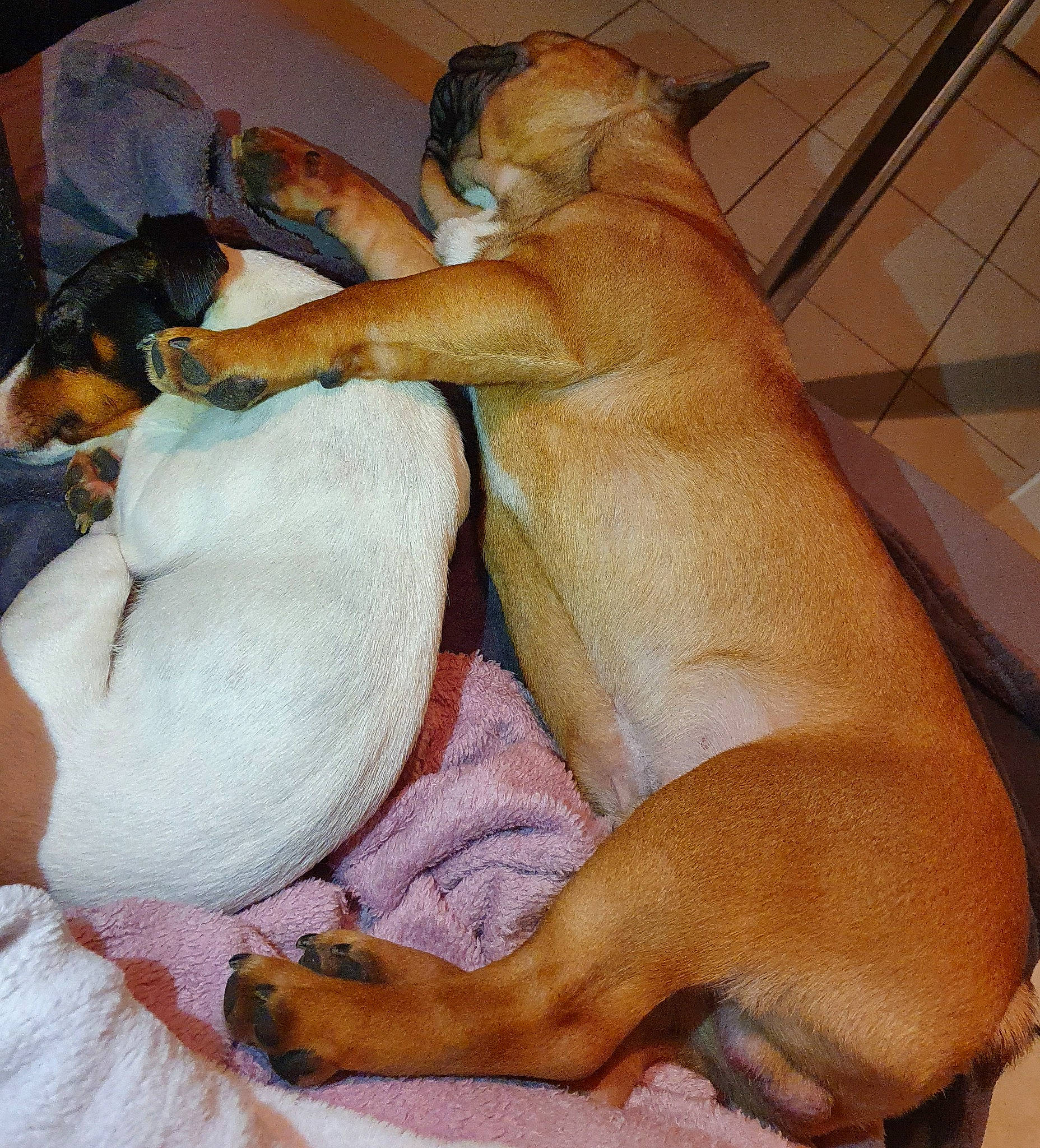 Phoenix a rejoint le concours — aidez-le/la à gagner de superbes lots ! black_mouth_cur, boerboel, canidae, carnivore, dog, dog_breed, fawn, mammal, puppy, snout, tosa, vertebrate