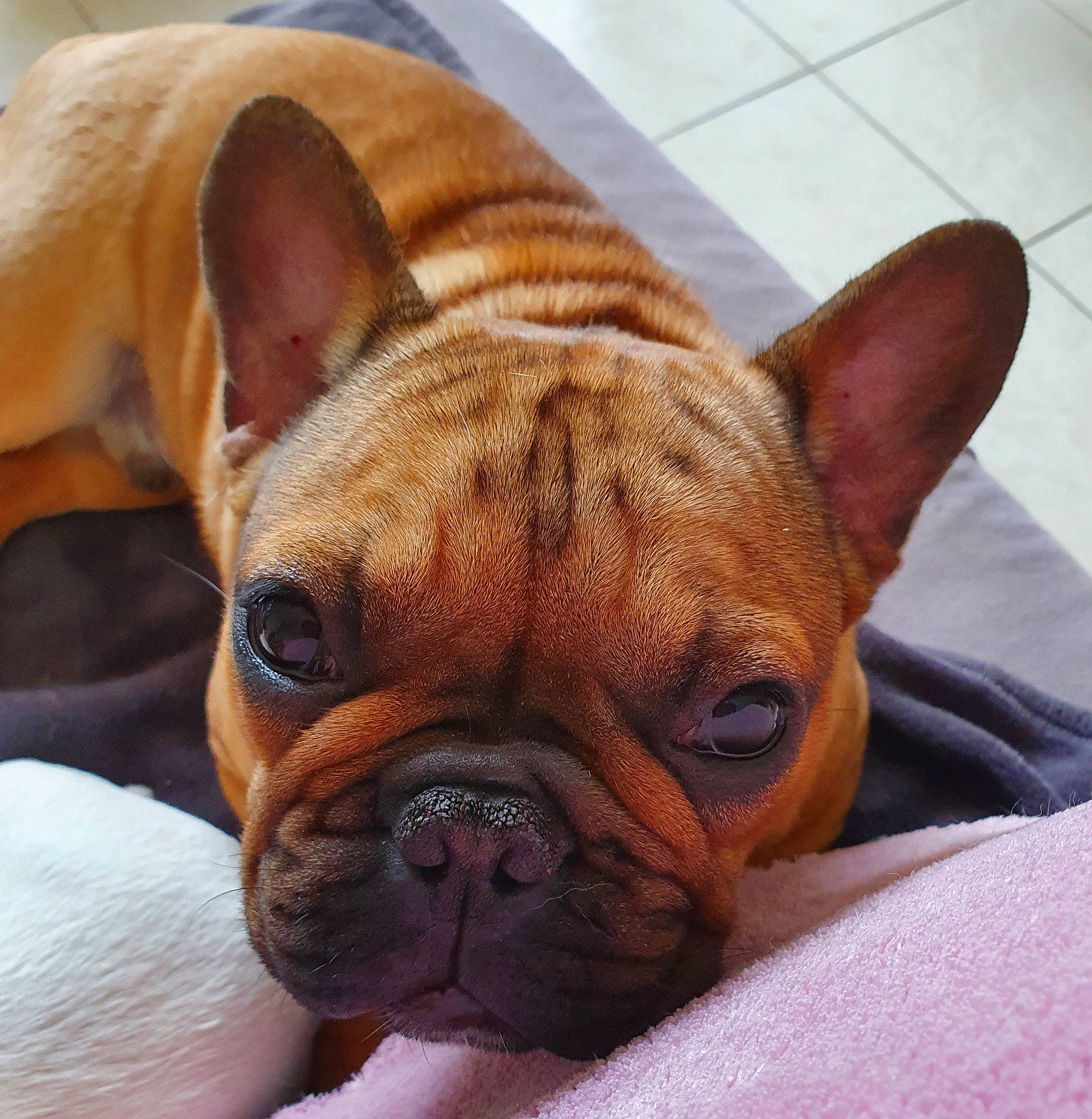 Phoenix participe au concours pour gagner de l'argent avec cette photo : british_bulldogs, bulldog, canidae, carnivore, companion_dog, dog, dog_breed, eye, fawn, french_bulldog, mammal, non_sporting_group, nose, old_english_bulldog, olde_english_bulldogge, skin, snout, toy_bulldog, vertebrate, wrinkle