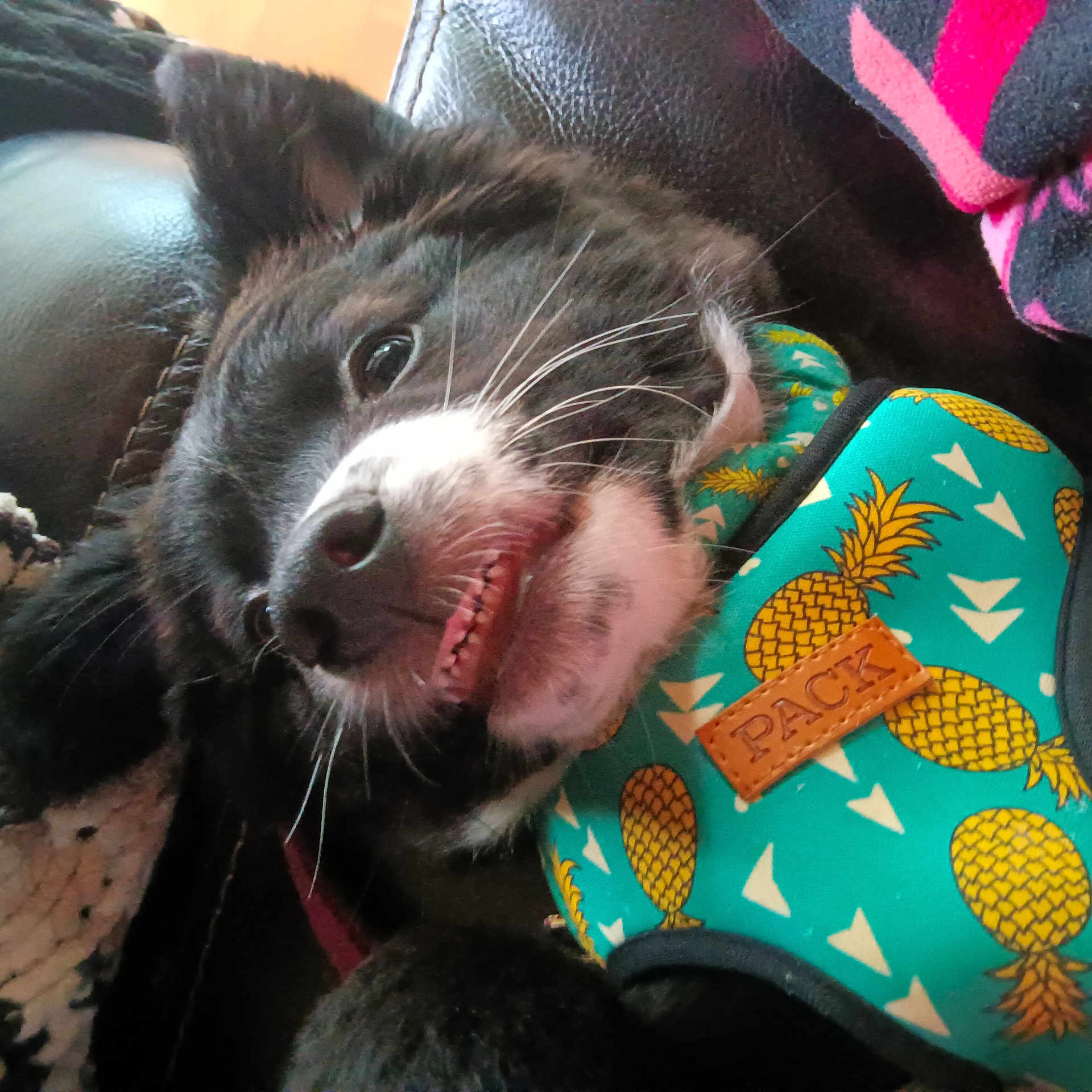 Willow is registered to the contest to win money with this photo: carnivore, claw, companion_dog, dog, dog_breed, electric_blue, felidae, foot, fur, human_leg, liver, mammal, paw, small_to_medium_sized_cats, snout, sporting_group, texas_heeler, vertebrate, whiskers, working_animal