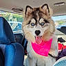 animal, blue_eyes, car_interior, companion, cute, dog, domestic_animal, fluffy, happy, husky, pet, pink_bandana, puppy, seat, sunlight, tongue_out, travel, vehicle, window, young_dog