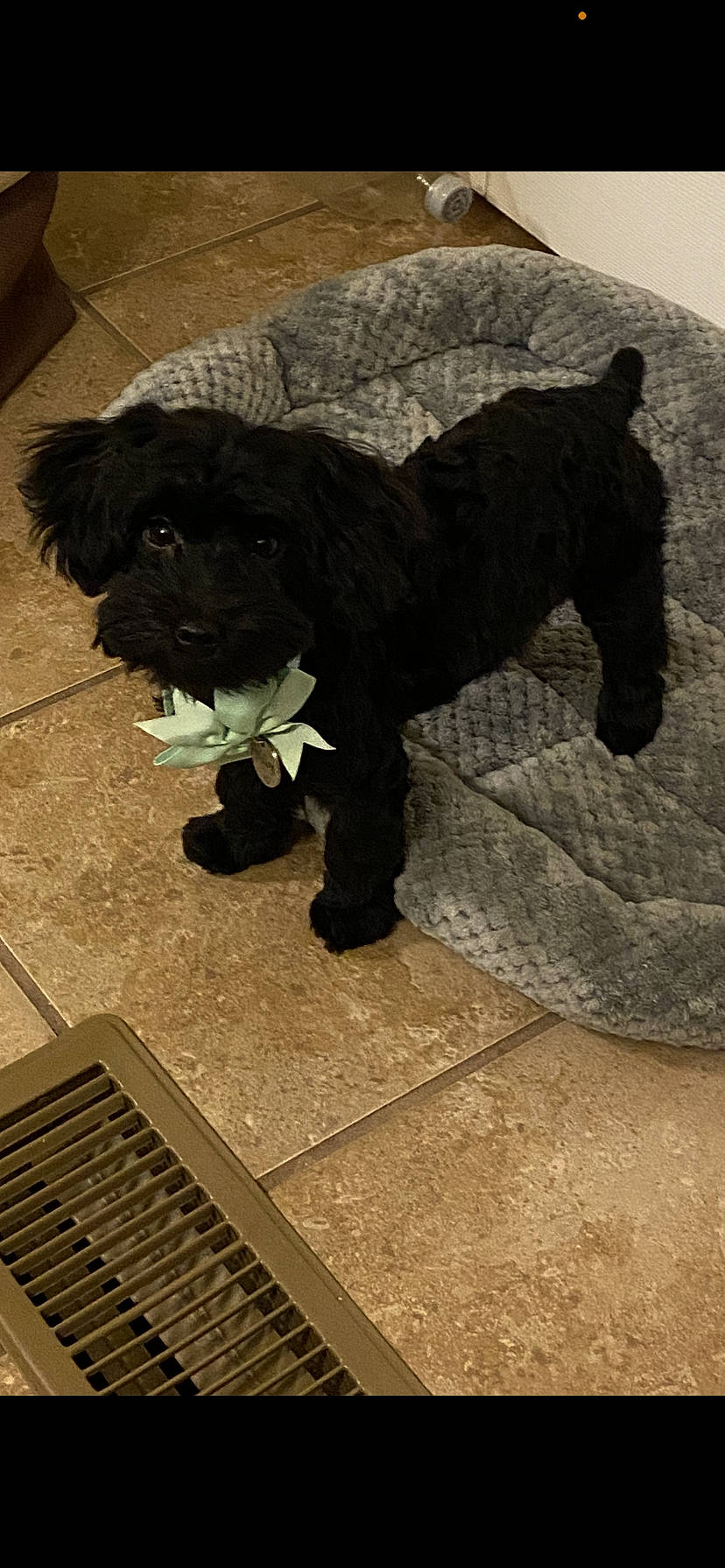 Miley joined the competition — help win amazing prizes! canidae, carnivore, companion_dog, dog, dog_breed, felidae, flooring, foot, fur, liver, manhole, manhole_cover, masai_lion, sanitary_sewer, sporting_group, tail, terrestrial_animal, terrier, toy_dog, working_animal