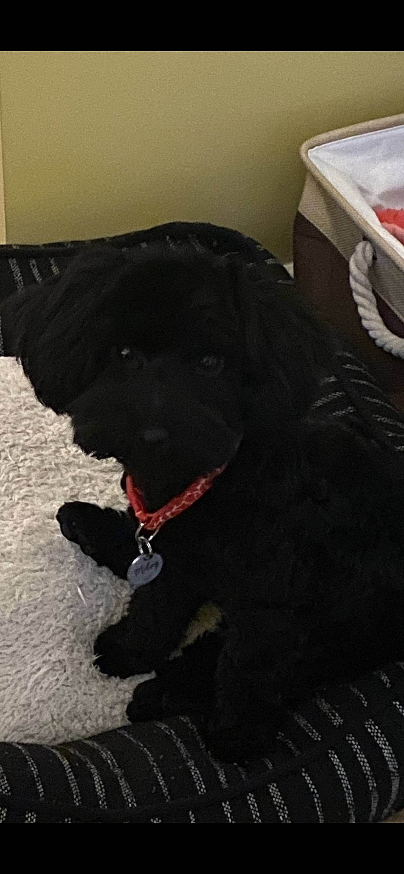 Miley is registered to the contest to win money with this photo: borador, canidae, carnivore, collar, companion_dog, dog, dog_breed, dog_collar, flooring, fur, gun_dog, liver, non_sporting_group, retriever, sporting_group, terrestrial_animal, working_animal